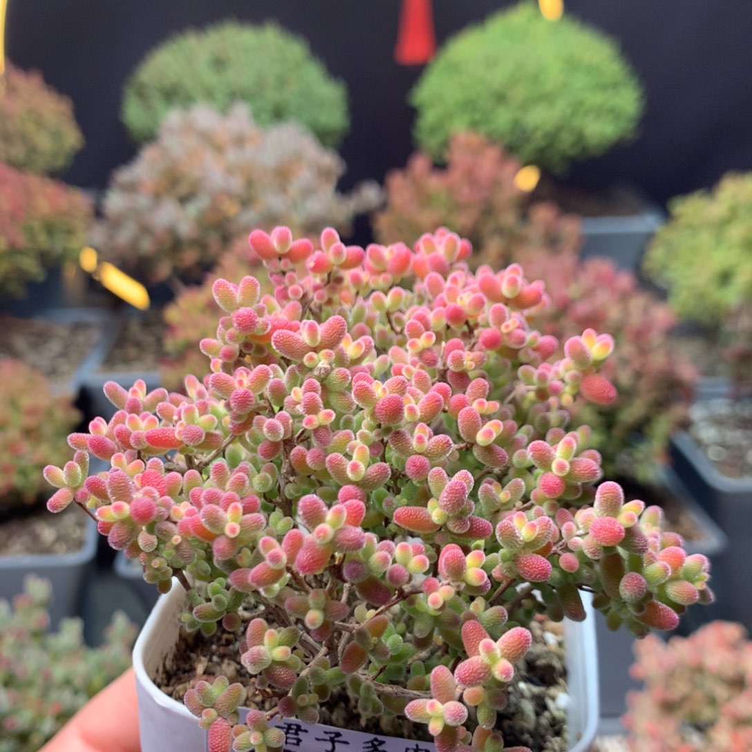 c614蜜橘枝干番杏