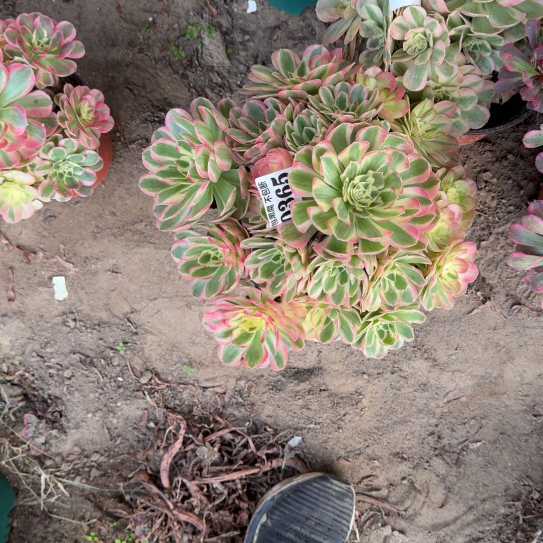 吉***人17-30法师玉滋0365