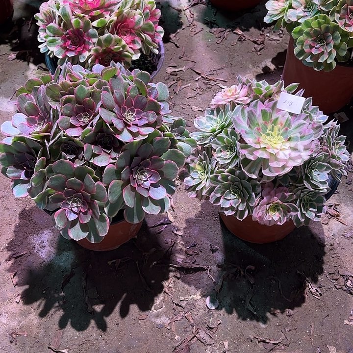 多肉植物粉花妖➕海王218