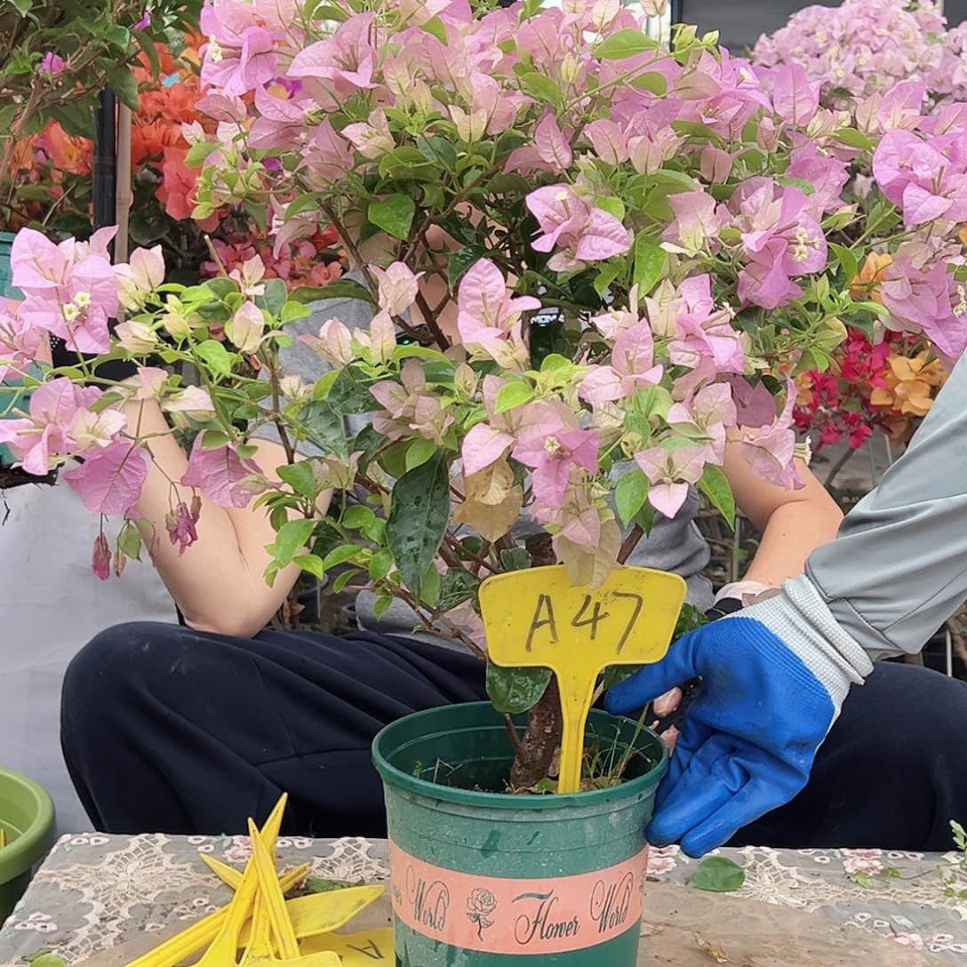 暖***姐大部分花苞少量开放A47赛佛理