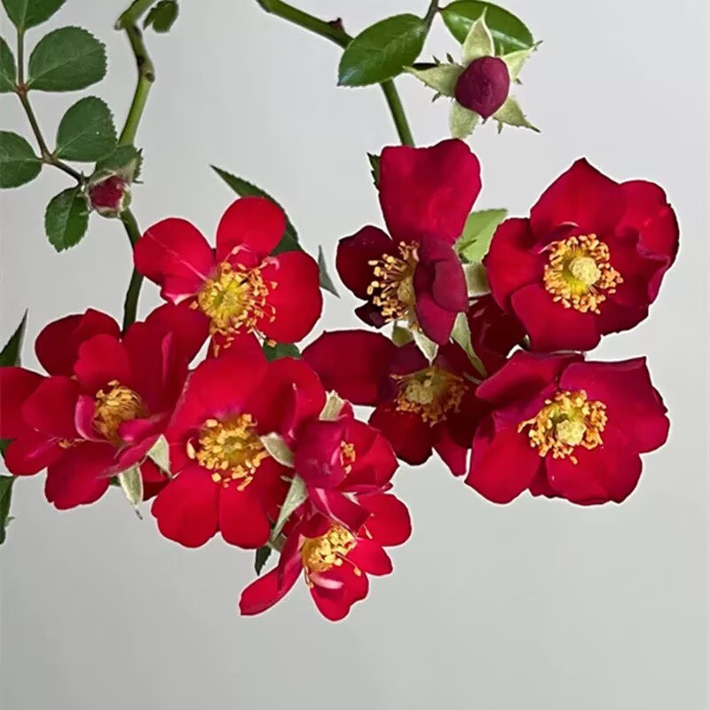 红一重月季花微月藤本庭院阳台
