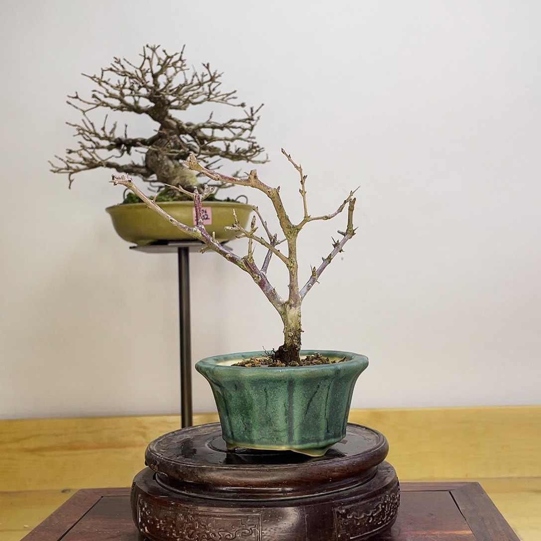 木本扭杆石榴盆栽