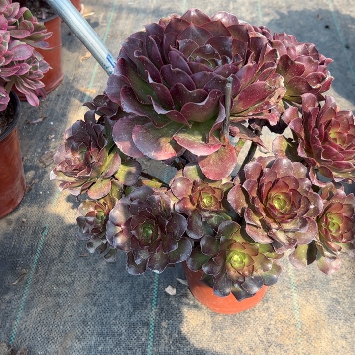 魅金玫瑰多肉多肉18