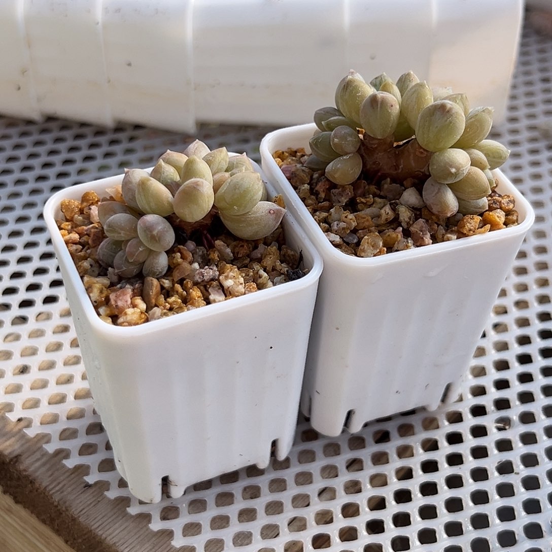 咖啡豆奶酪一物一拍