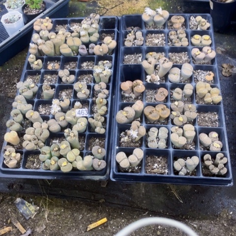 463脱土一物一图如图