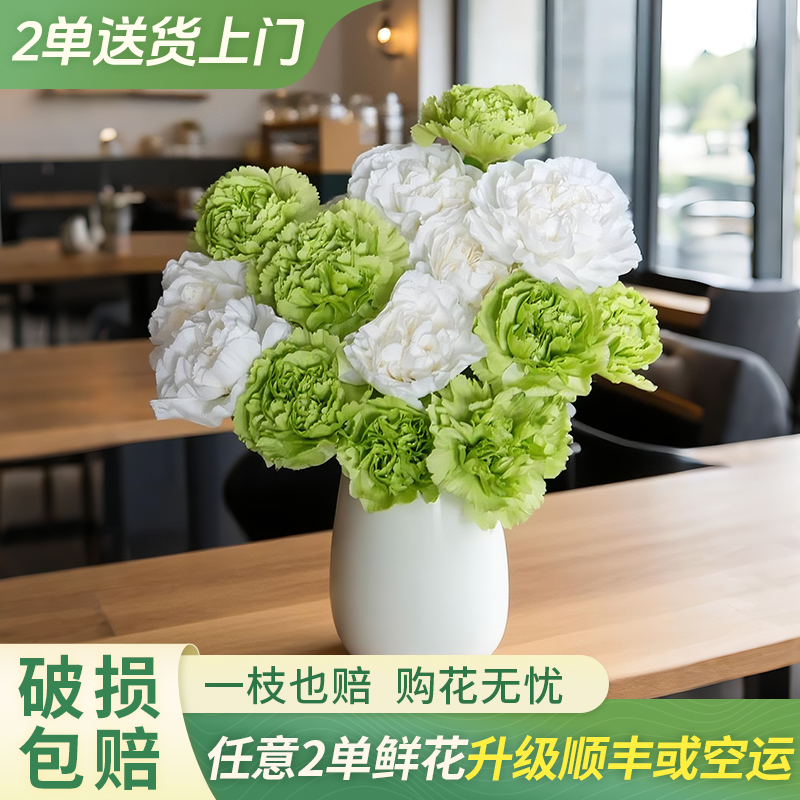 【大聪明卖花】高品质白绿单头康乃馨