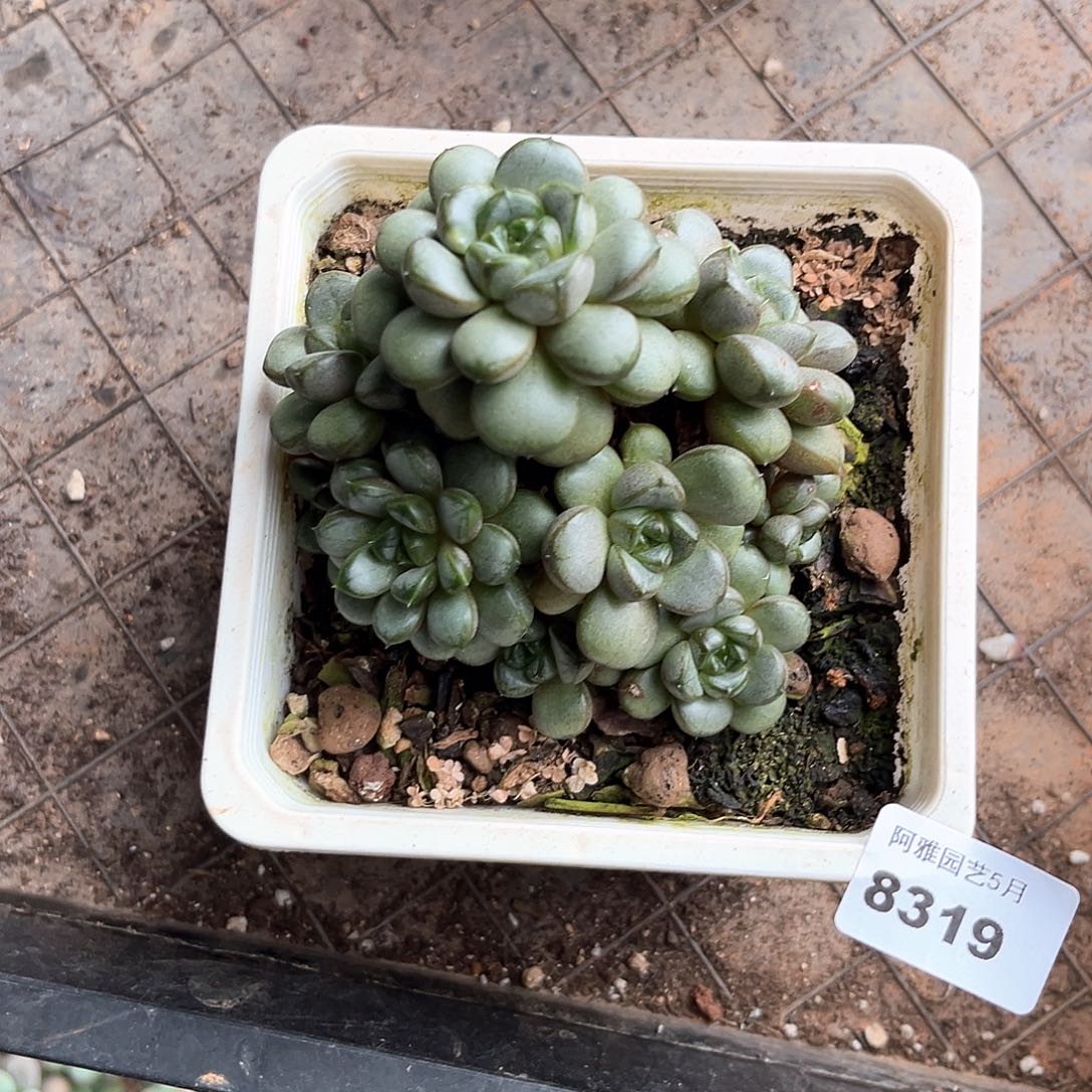 阿雅园艺。    8319