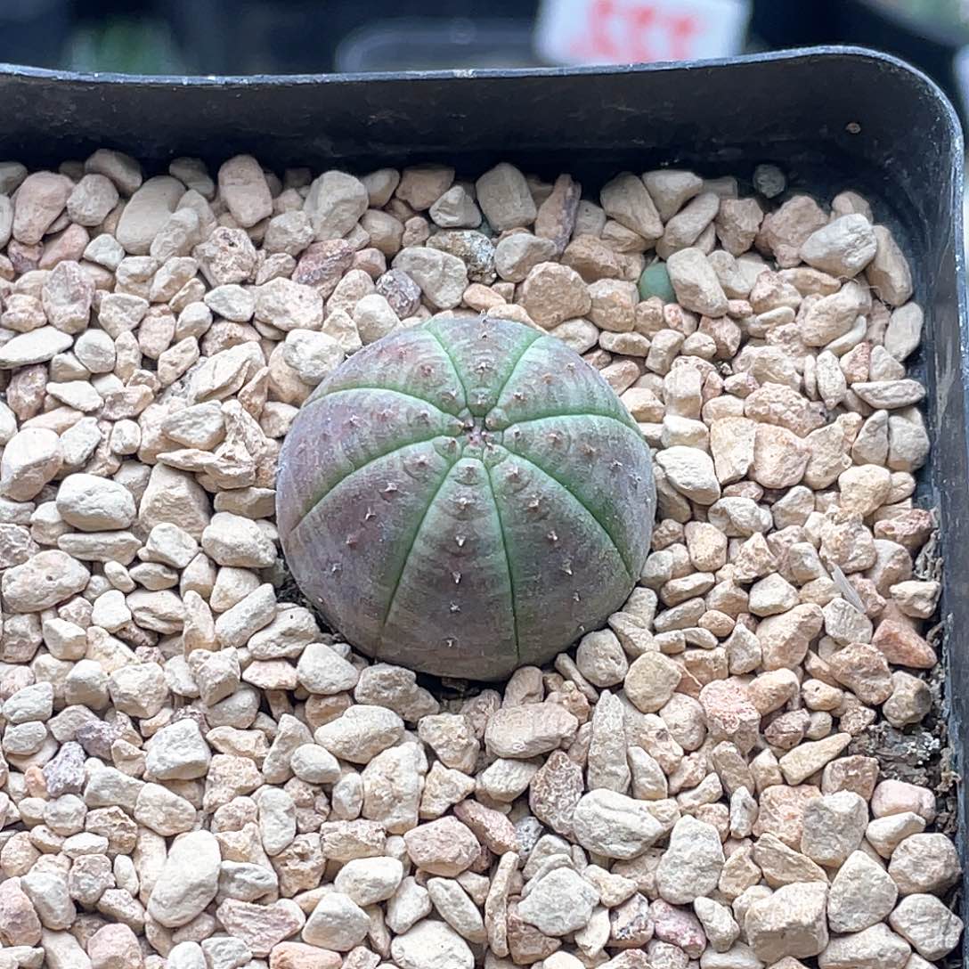 实生紫肌欧系布纹球 致远多肉