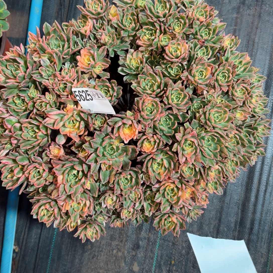 用****5甜茶5625多肉甜茶多肉