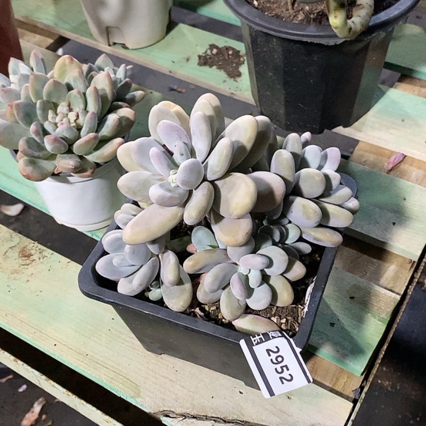 【闪购商品】原始奶2952