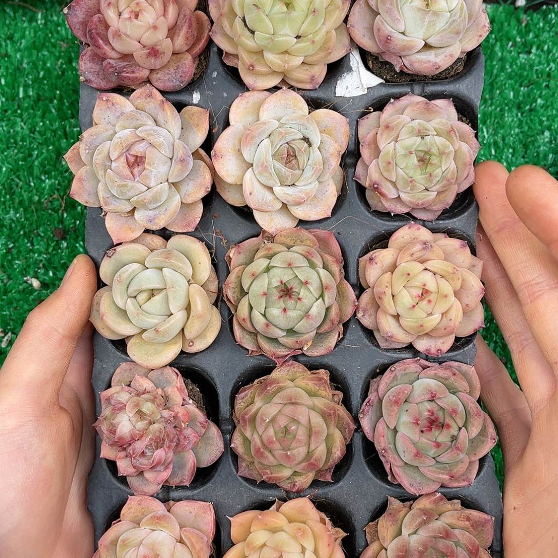 多肉一物一拍22-212