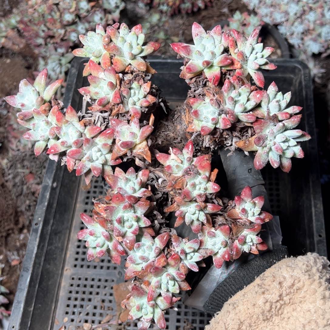 6233拇指苹果叶杂交多肉