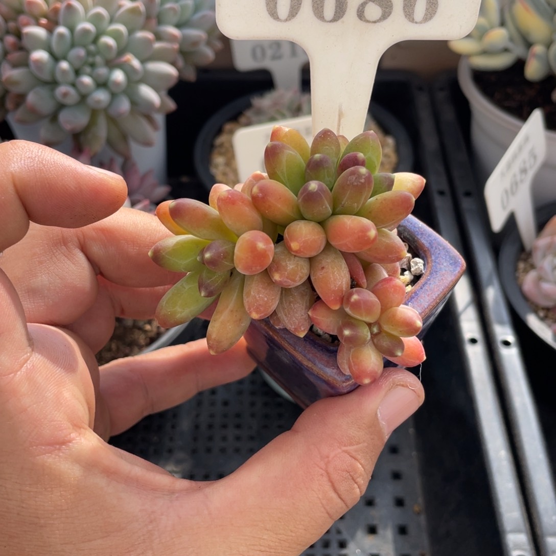 0686千代田不带盆6厘米