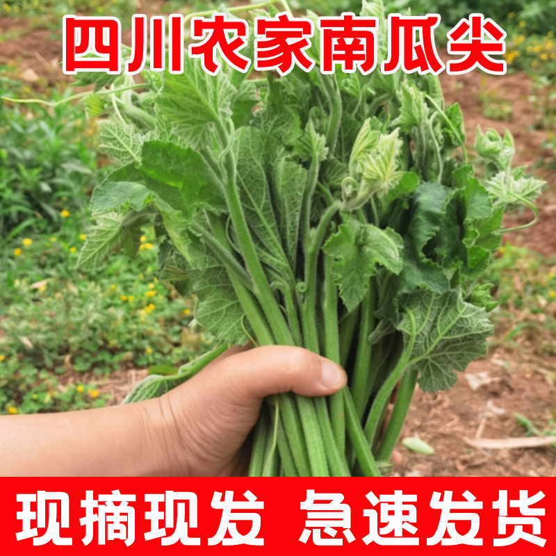 四川农家自种南瓜尖现摘现发新鲜蔬菜南瓜苗清炒煲汤低脂南 瓜藤