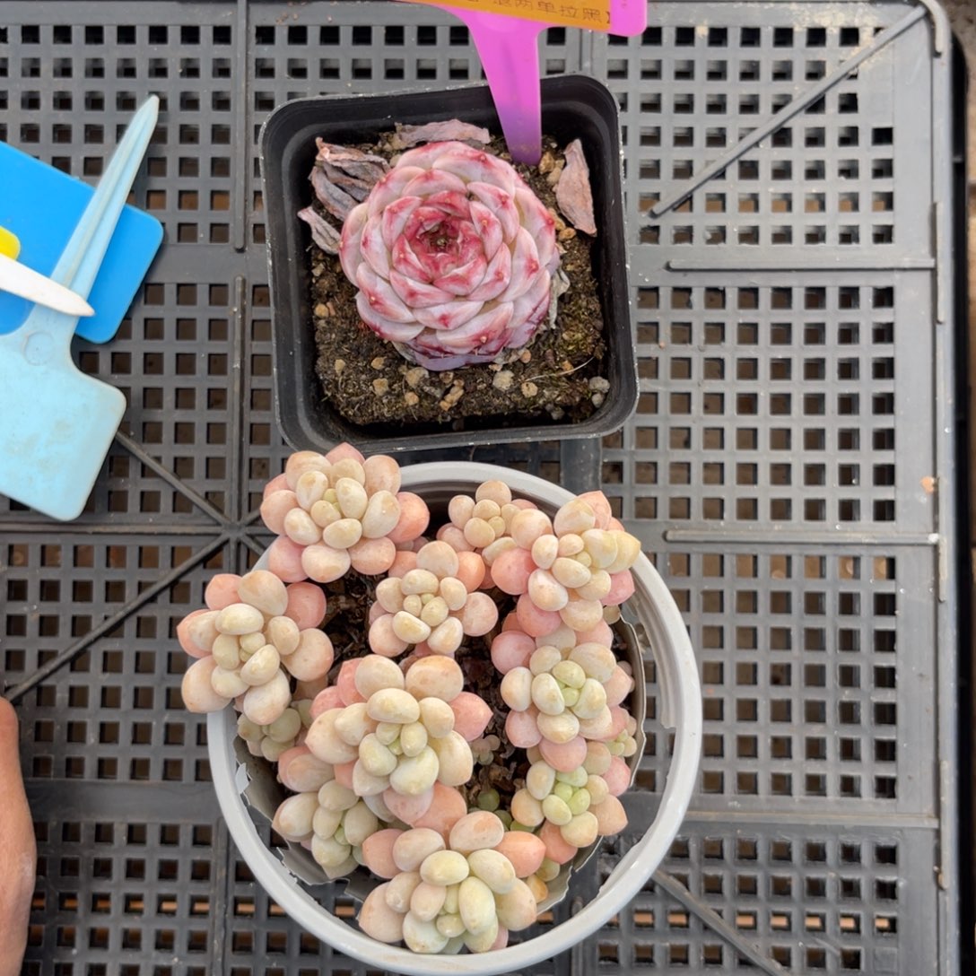 云尘多肉一物一拍1107