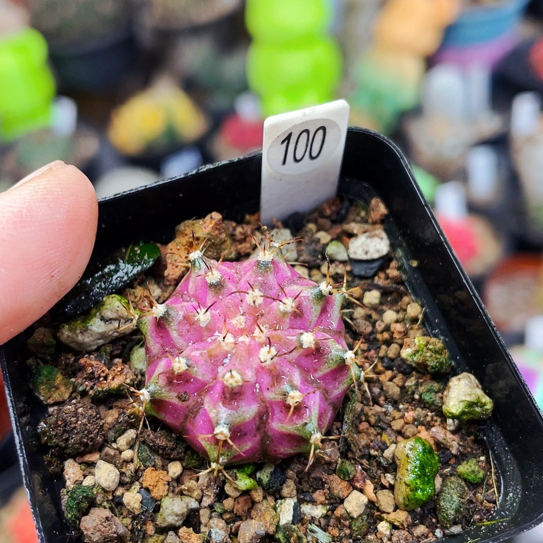 粉钻海神非偏远地区满25包邮仙人球