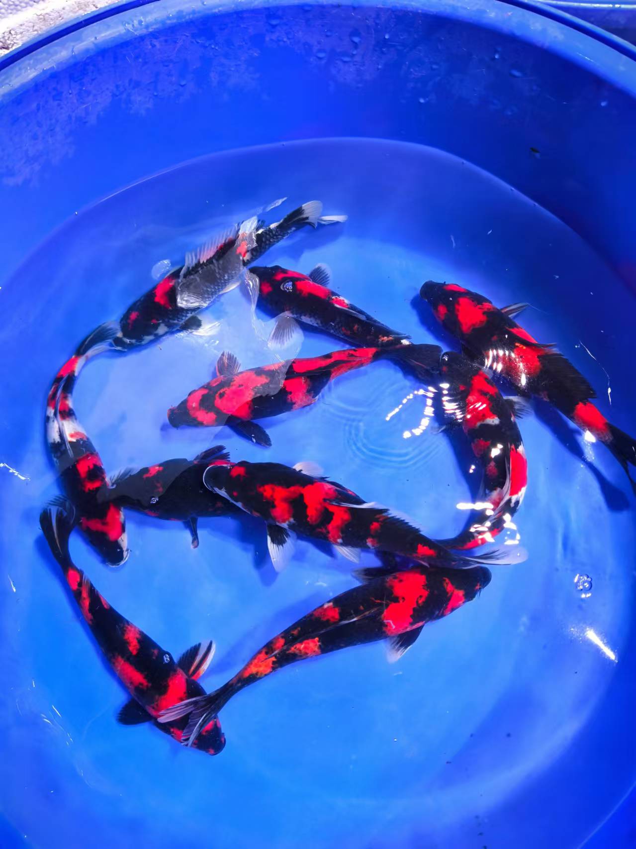 1活体观赏鱼 昭和 绯写 白写  不包邮