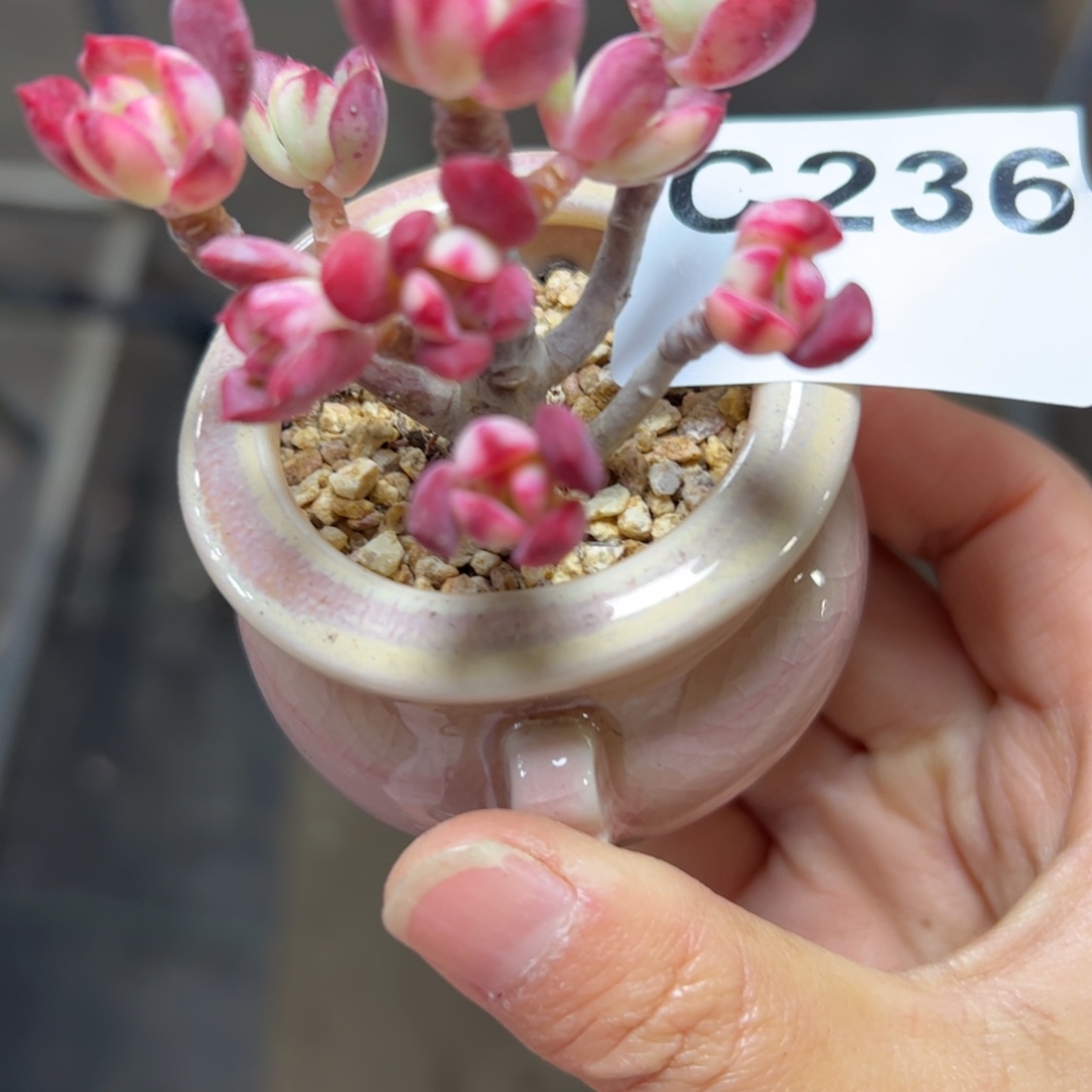 ****一236 满38包邮一物一拍