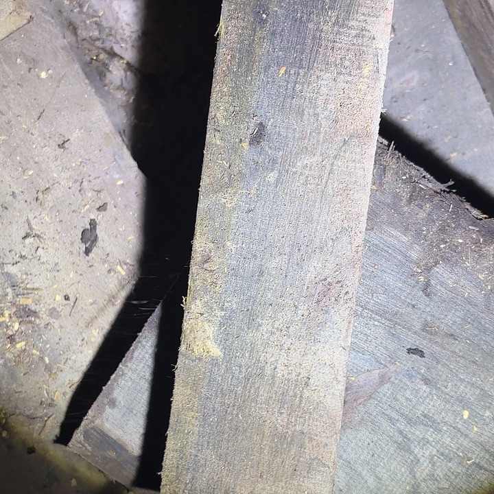 金丝楠啊啊啊啊啊啊啊啊