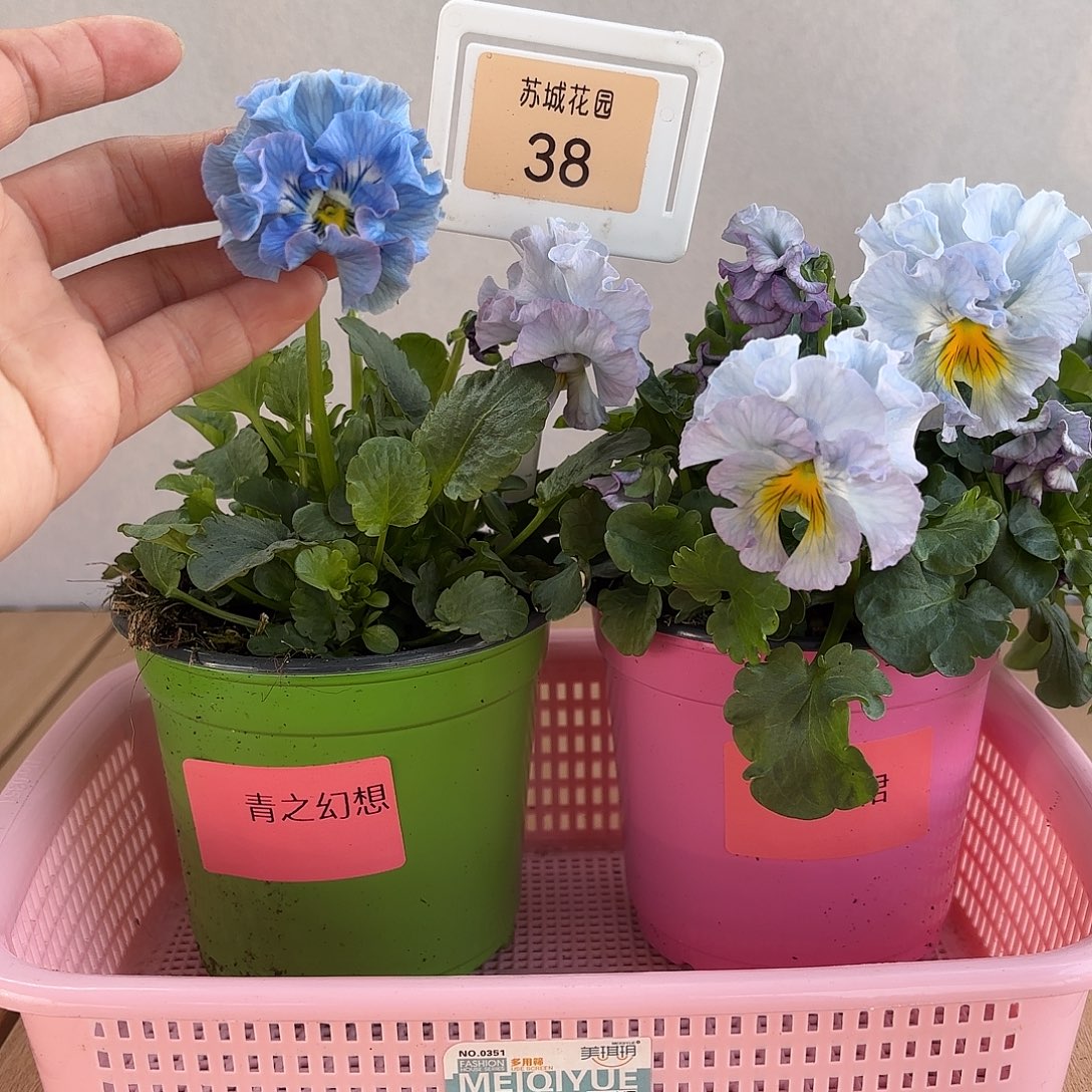 大部分开放少量花苞38