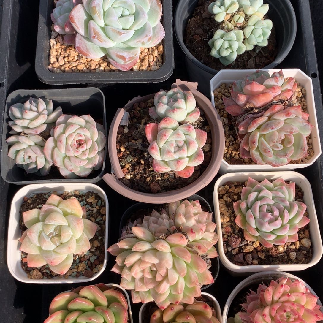 1205-54 套餐一组