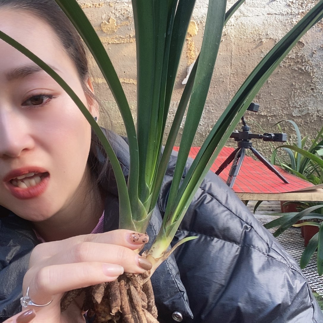 完全开放毛沼泽伢子