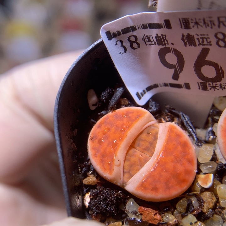  zZ精品生石花96朱唇
