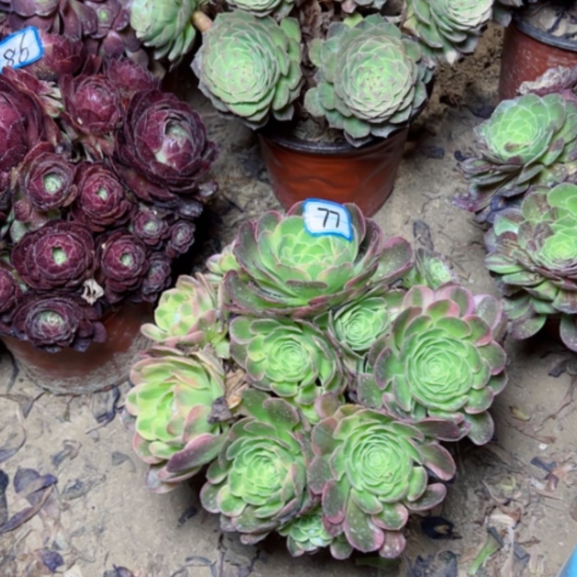 【闪购商品】用****4多肉植物奶白77