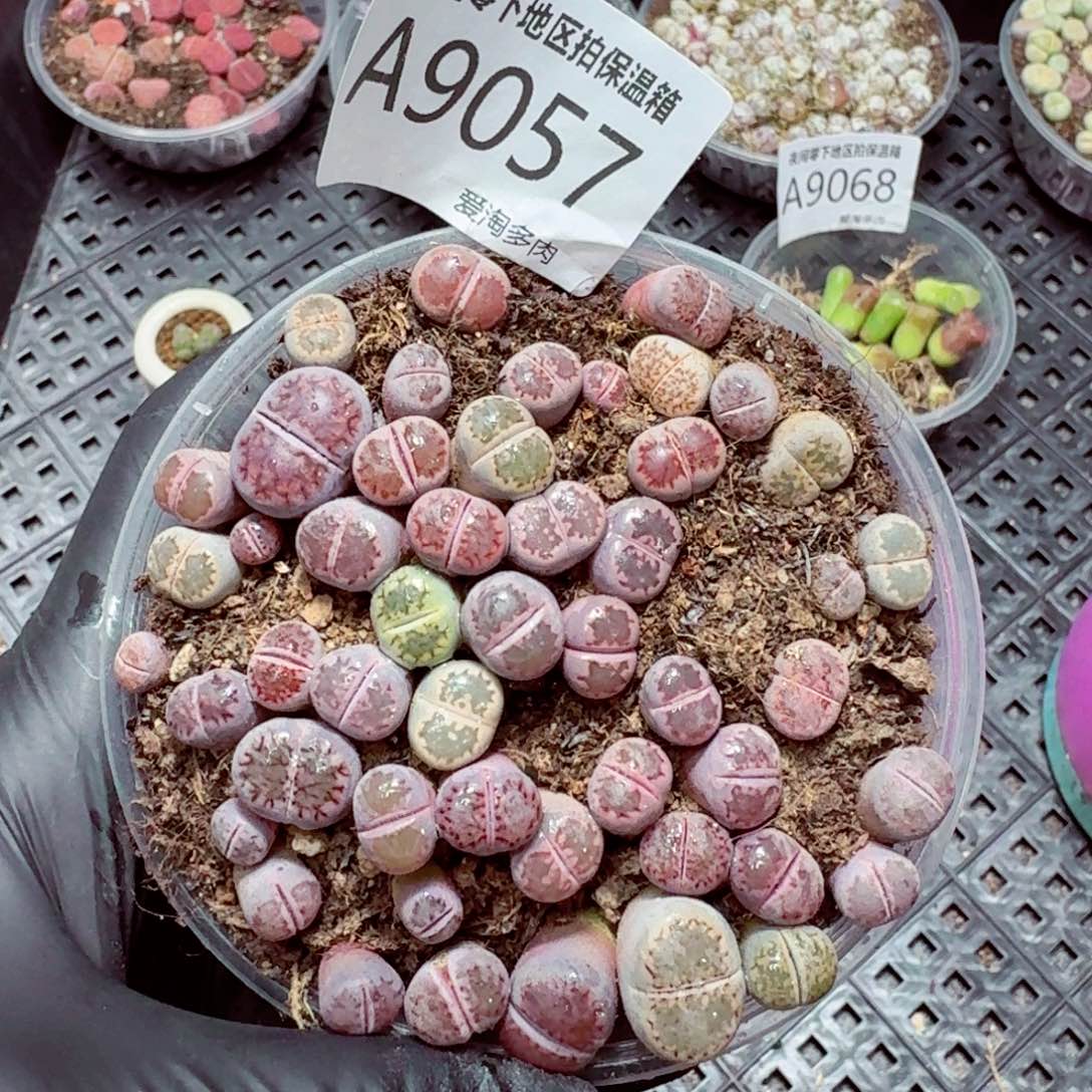 9057––零下地区需拍保温箱