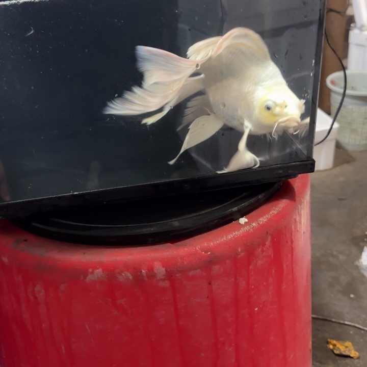 蝴蝶鲤鱼蝴蝶鲤包邮50