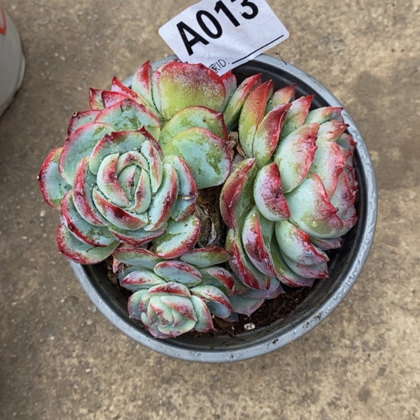 【闪购商品】所***美多肉植物