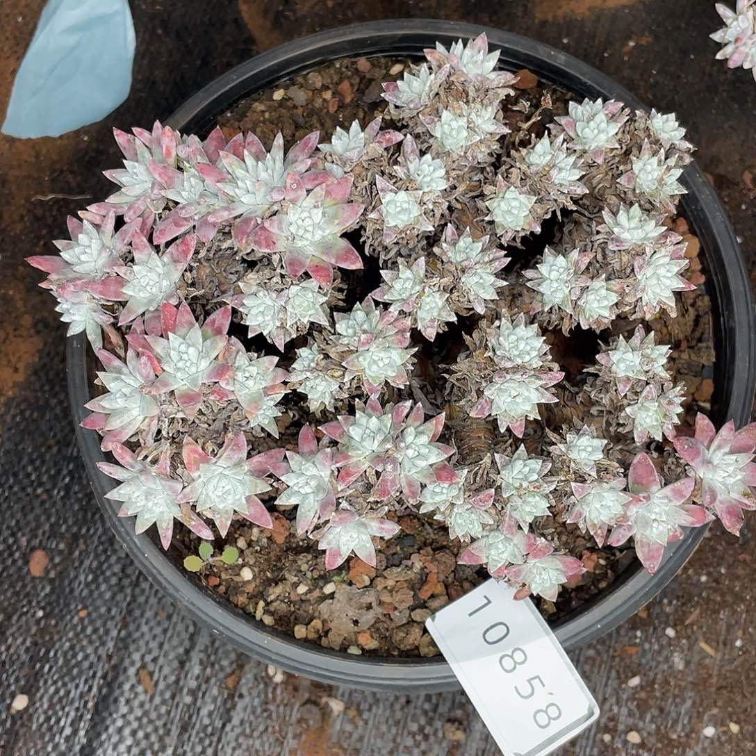 瑕疵特价不售后10858