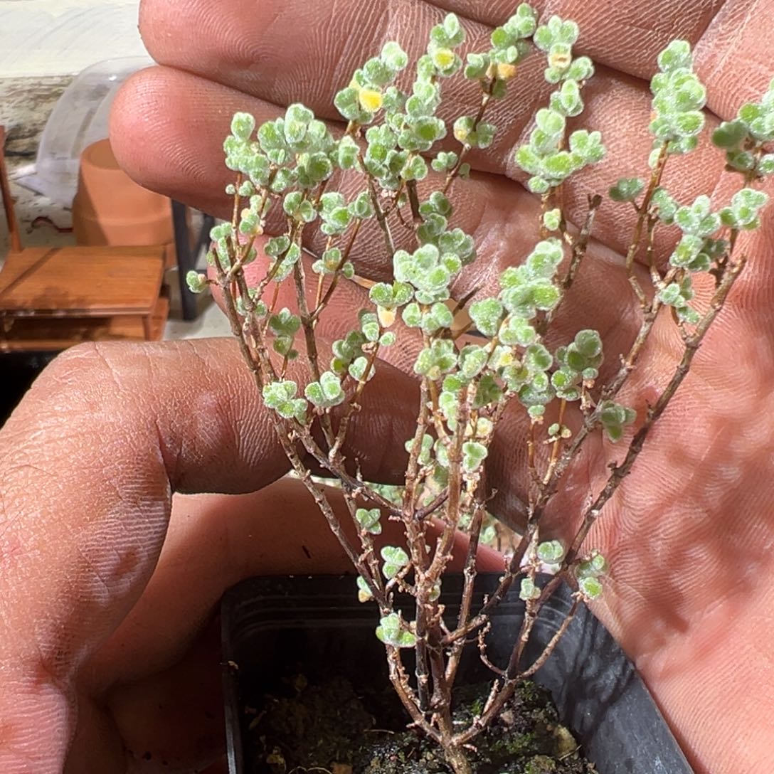 超级莱斯55杯老桩福利