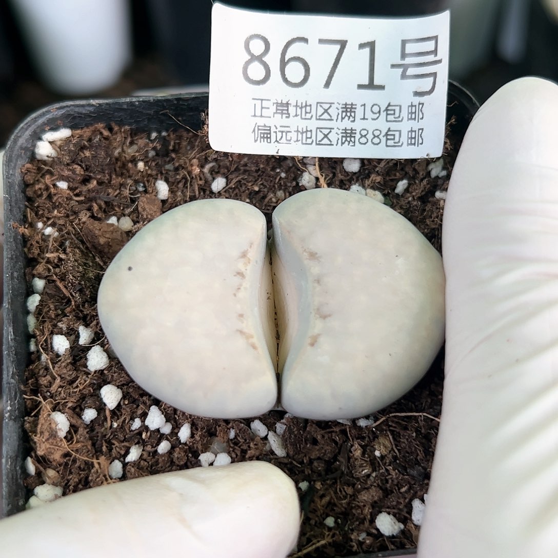 8671五年大单头4.5cm