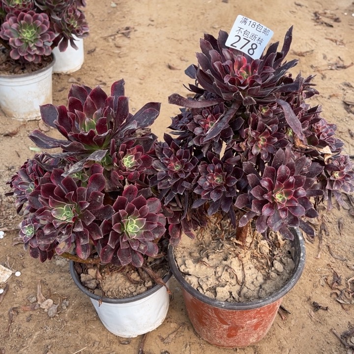 有***花278蒙娜丽莎➕金丝雀1法师