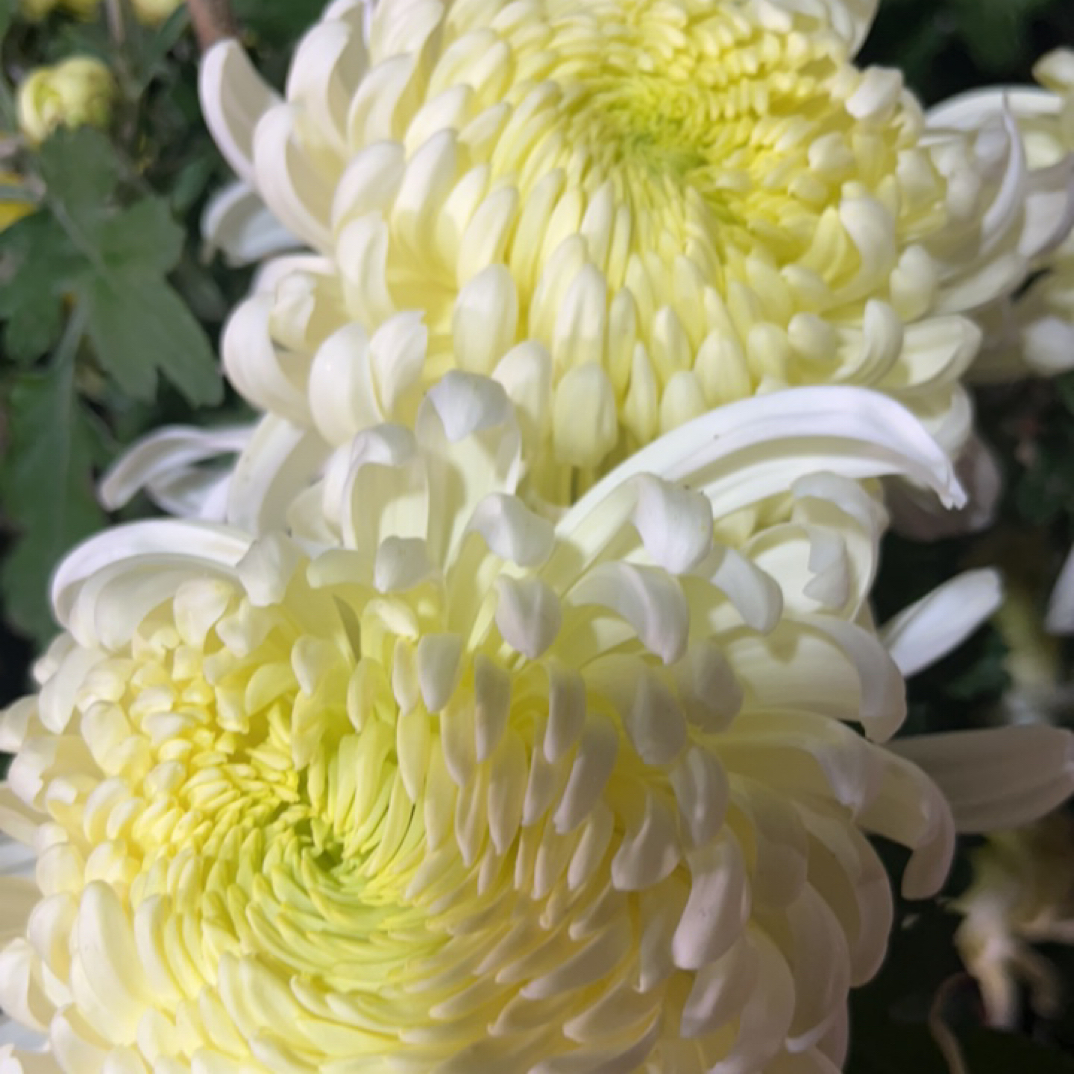 【国华万武】大花型