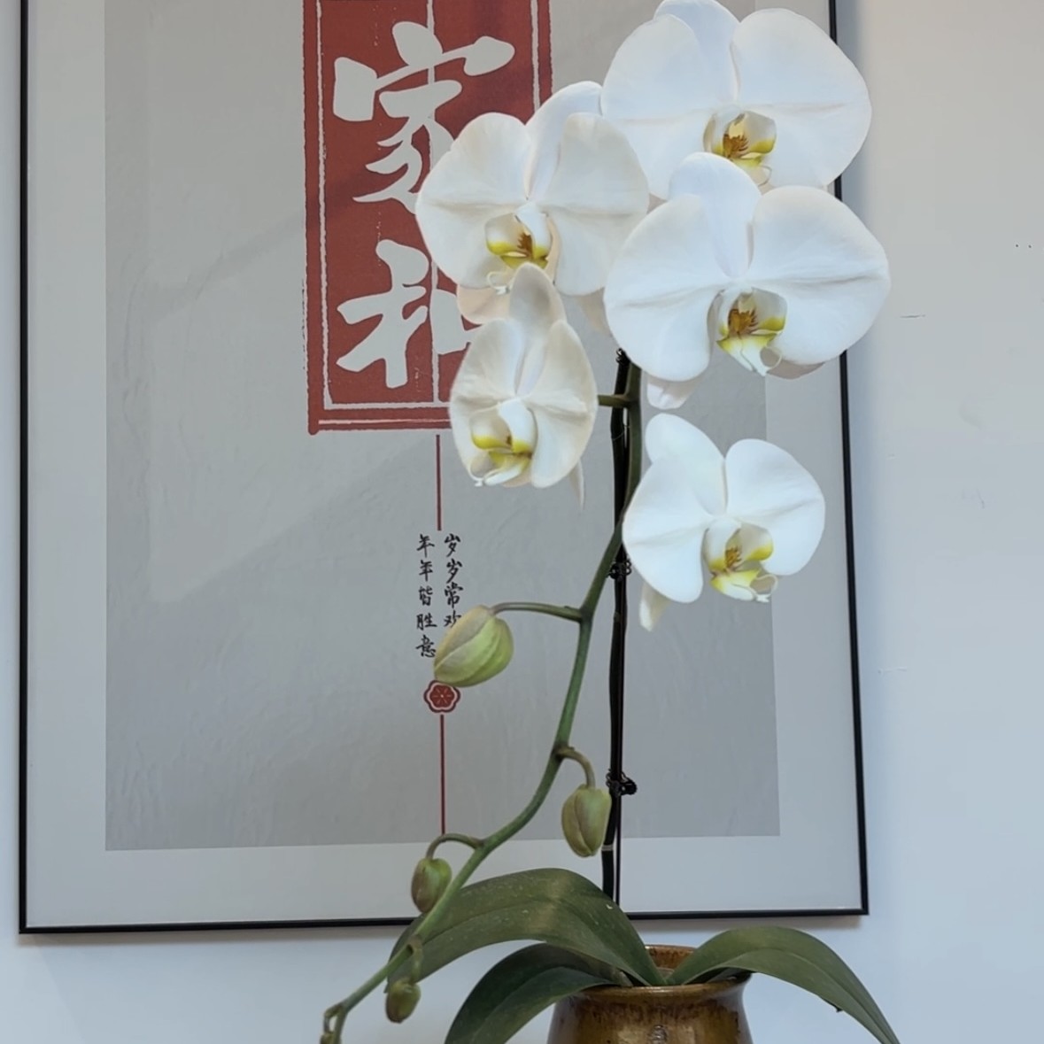 画鲜【大白V3】3.8寸杯出口级别大花蝴蝶兰兰花1苗四季开好养特大号