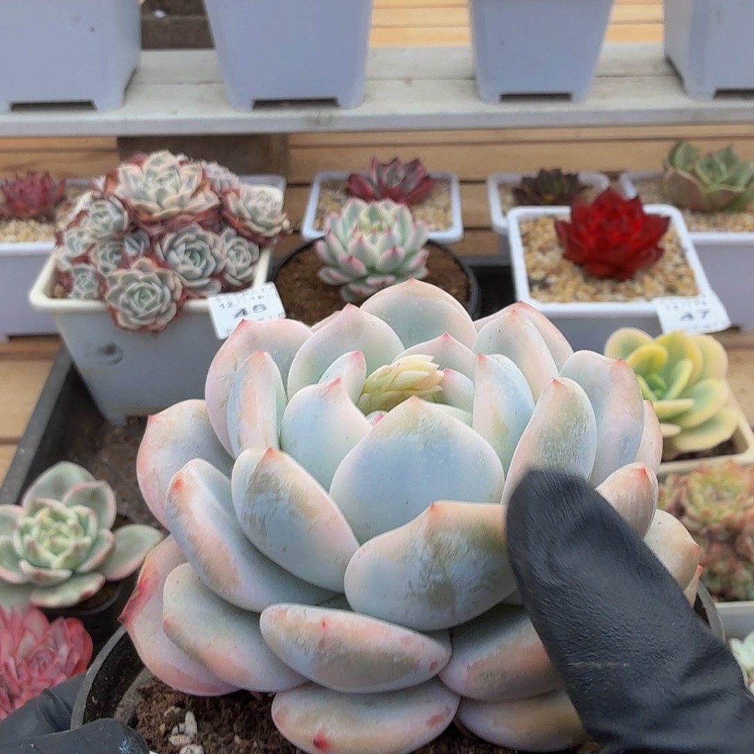 1218-48橙梦露锦单头