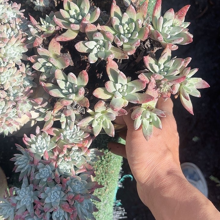 爱*在仙女杯多肉植物