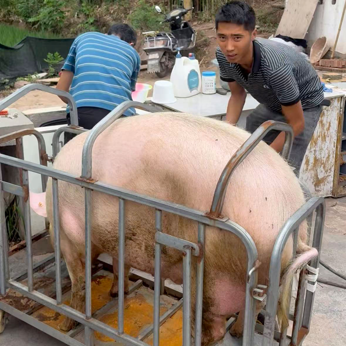 腊肠 香肠 3斤农家正宗粮食土猪肉（直播间称重）一单一拍