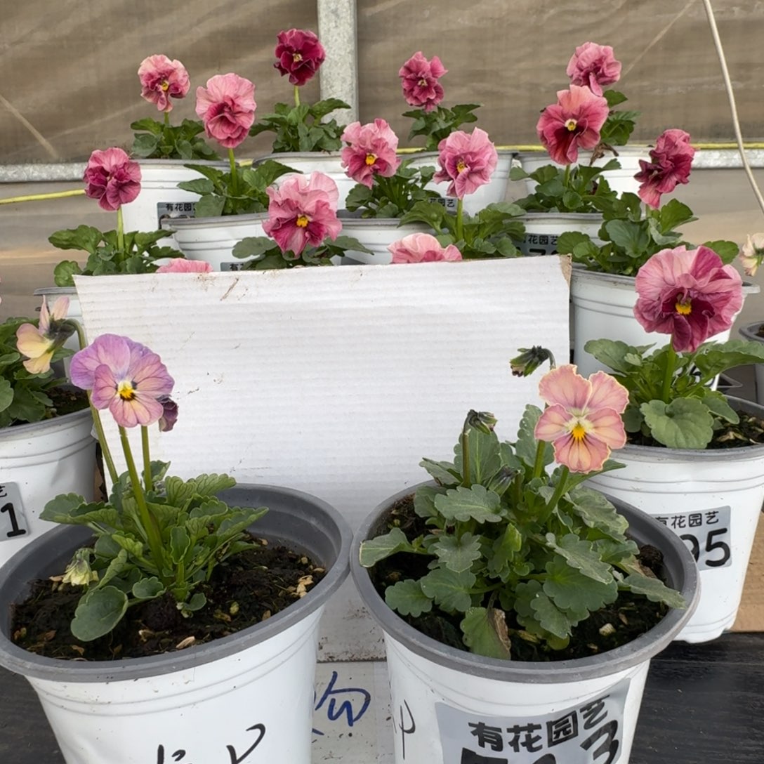 无花朵卡p心跳2颗