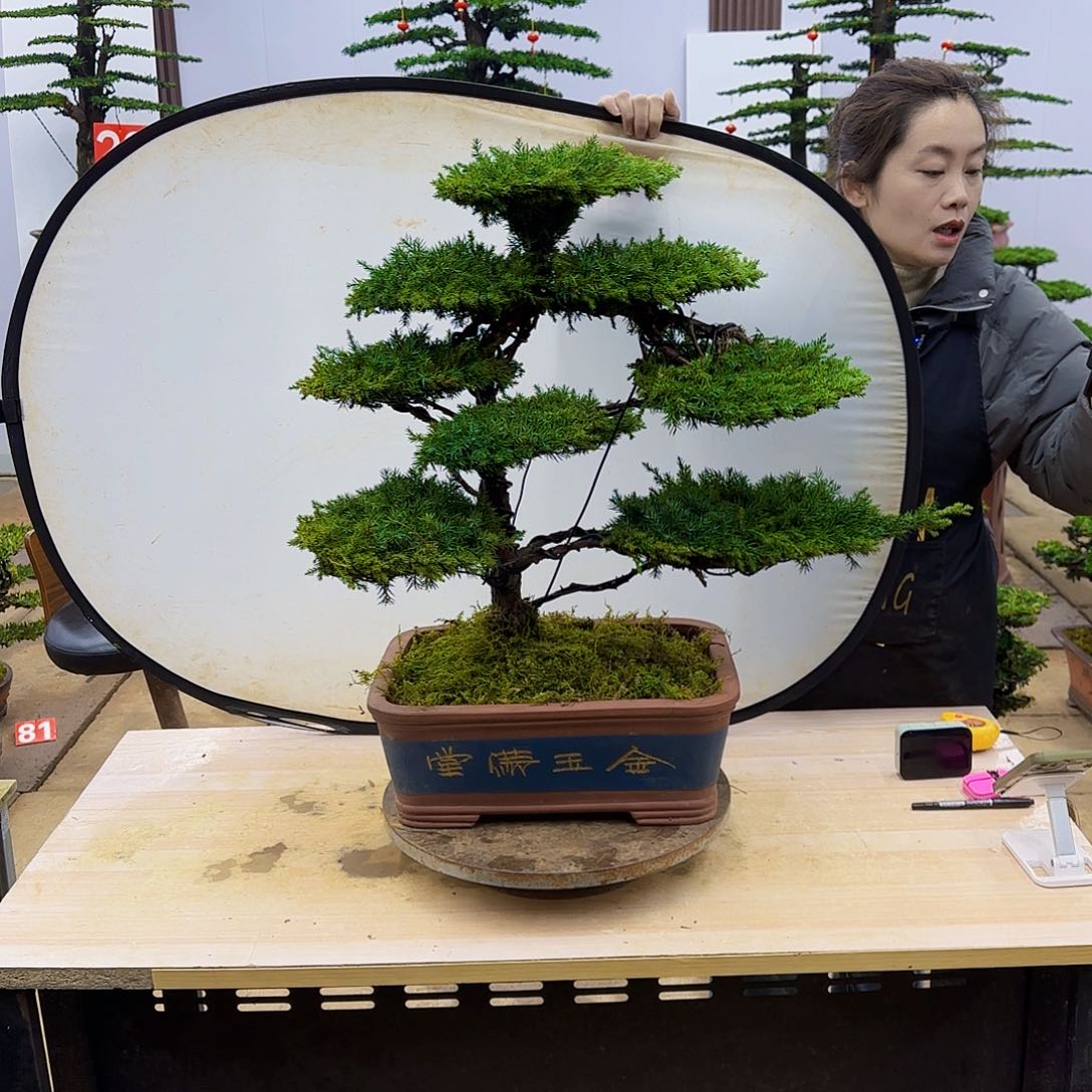 盆景直播间一物一拍