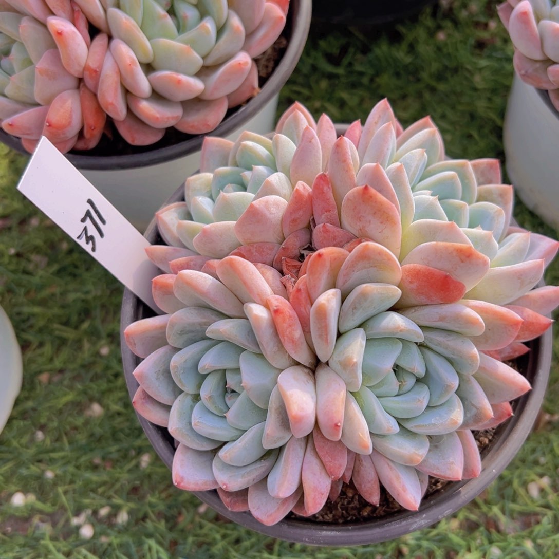 香玉的故事是一个人的故事吗笑