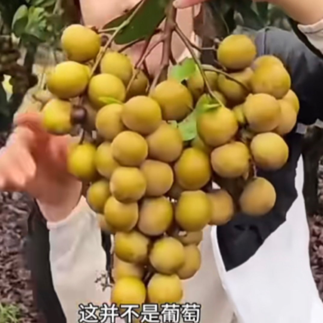新品（四季大龙眼）树苗