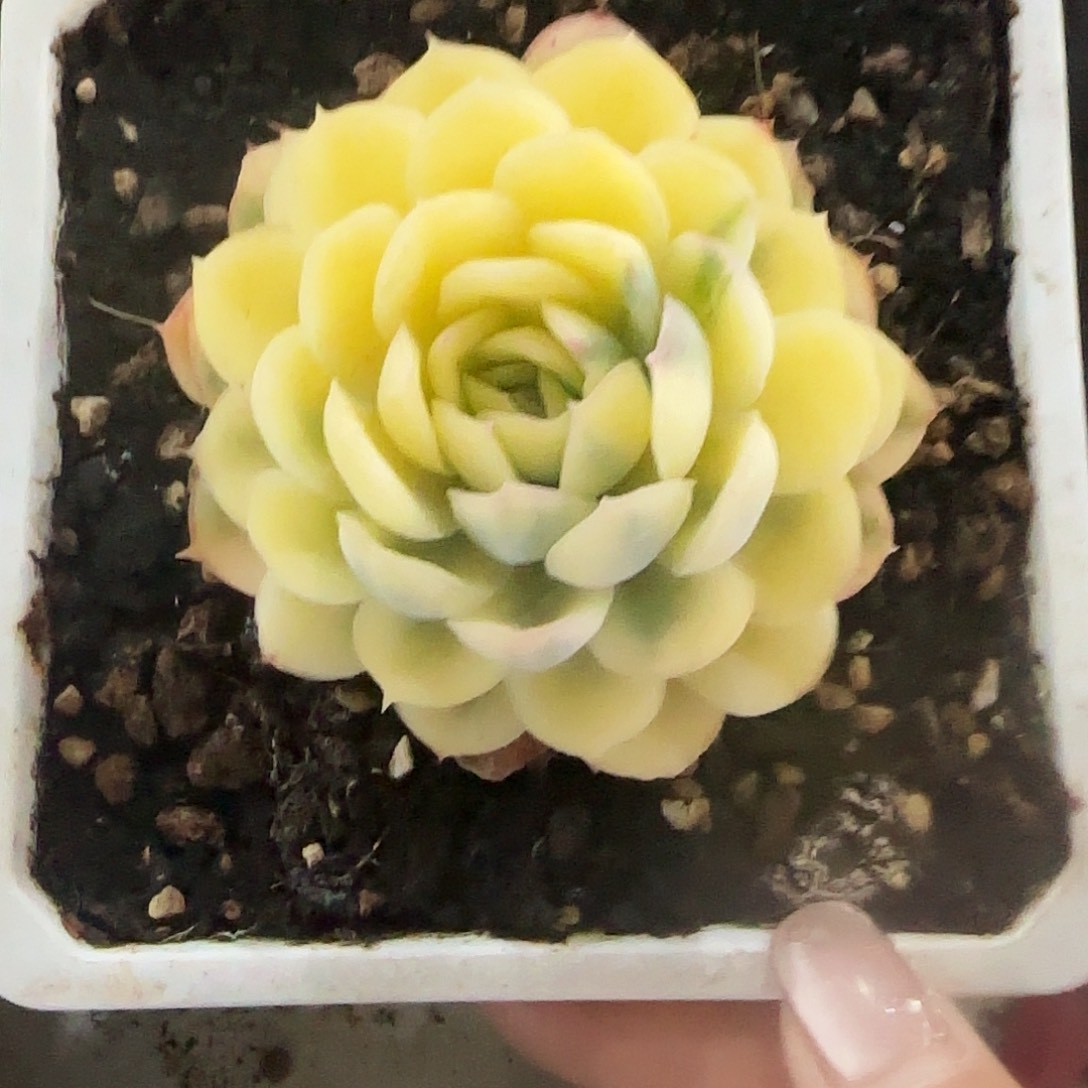 草莓冰锦多肉植物