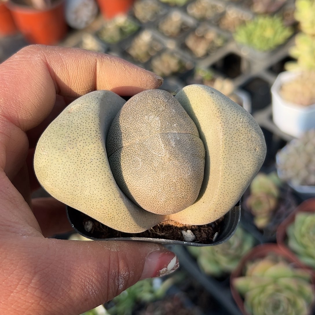 多肉植物绿帝玉单头