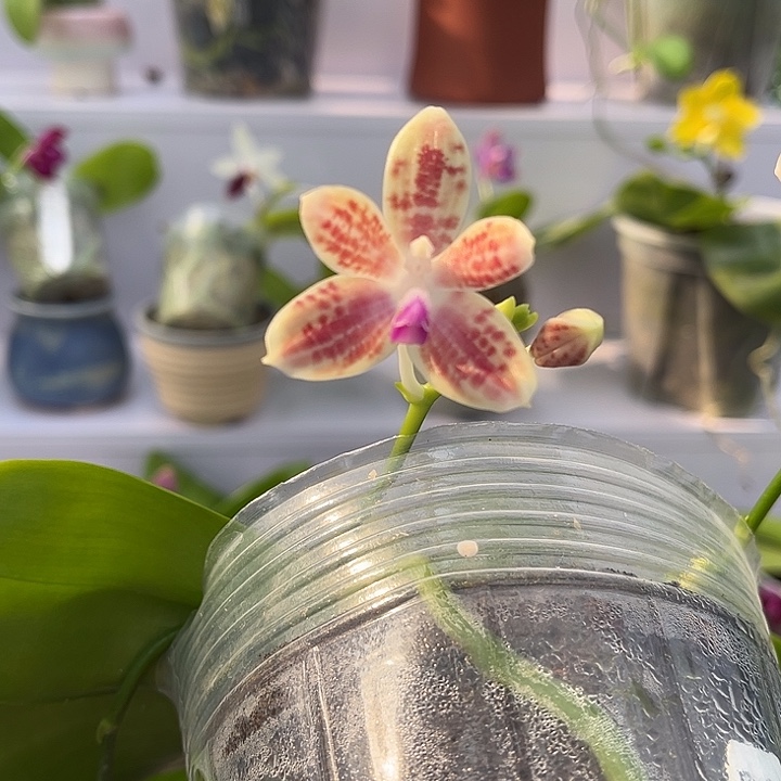 完全开放两3寸杯爪哇交蓝盾