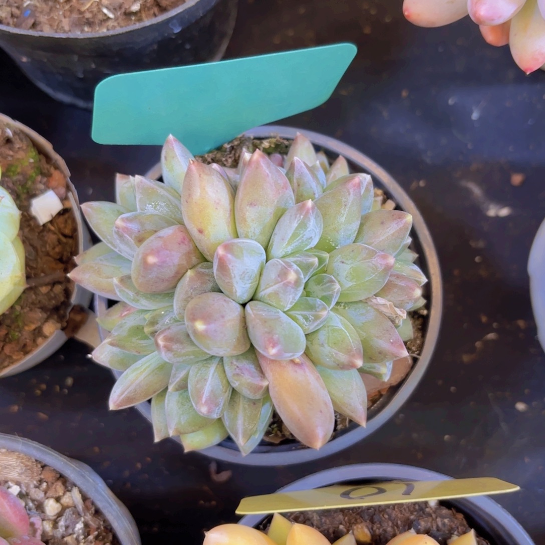 琼***云南金致家精品多肉