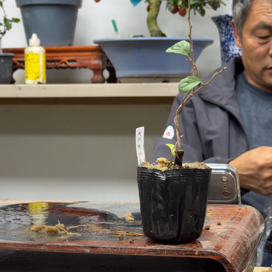 挡***i无花朵132顺丰到付不包邮