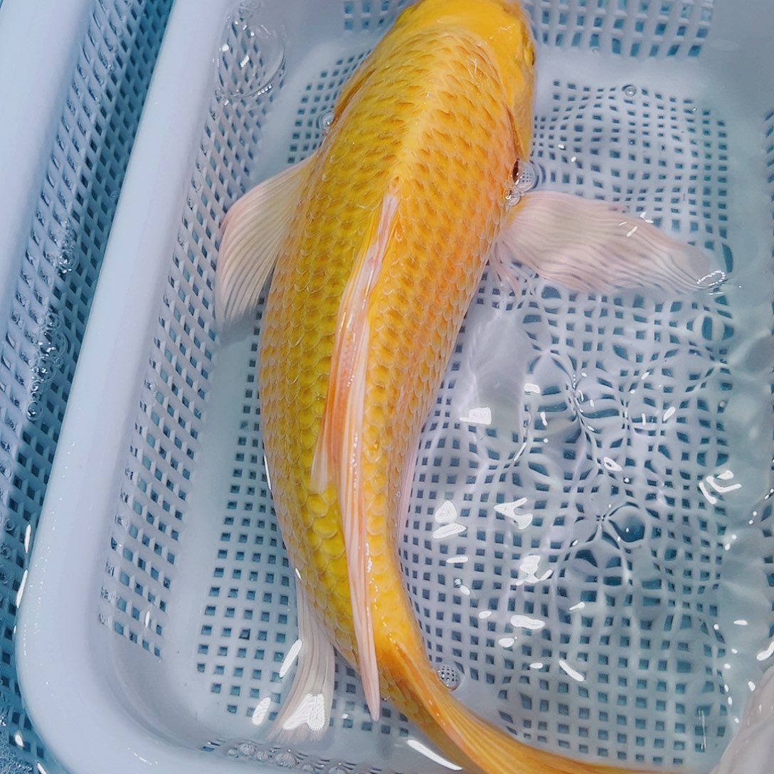 锦鲤锦鲤冷水鱼观赏